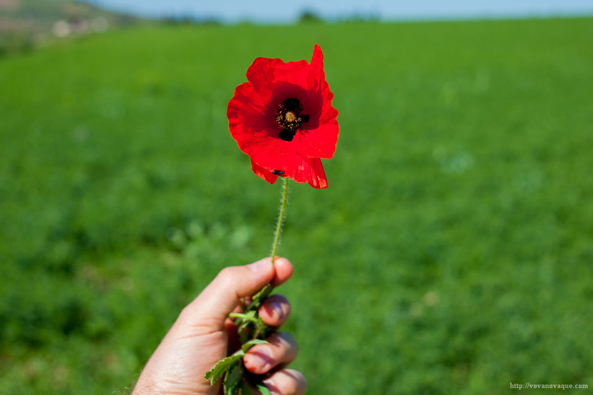 Flowers in Sicily