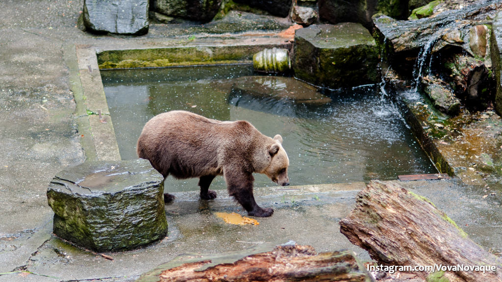 Bears in Cesky Krumlov