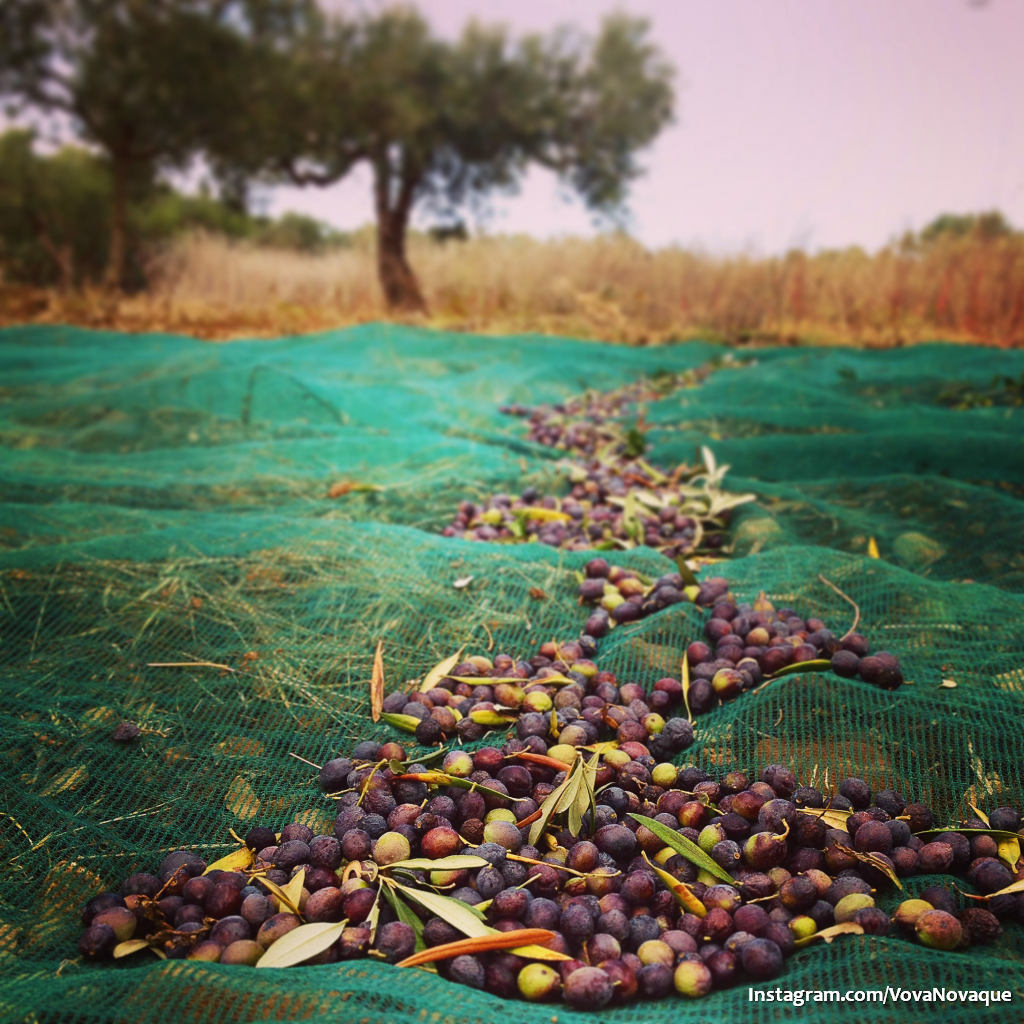 How to pick up olives