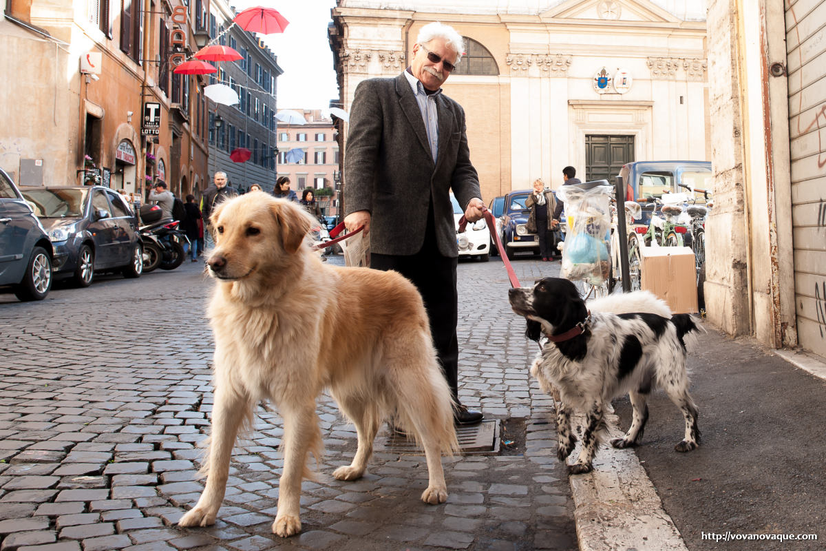 Dogs in the streets of Rome