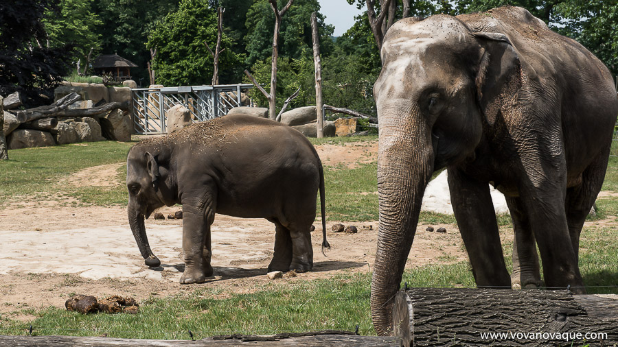 Prague Zoo Elephants