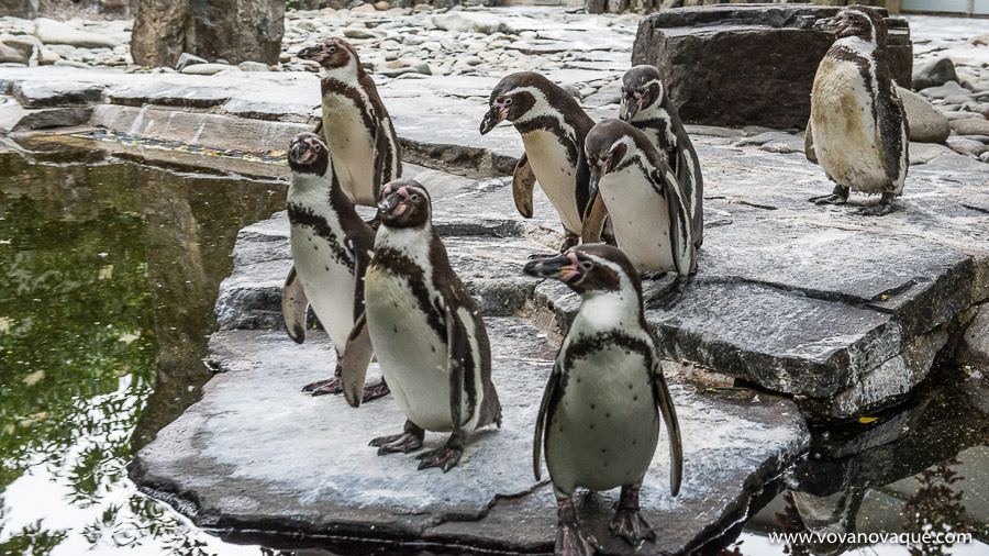 Prague Zoo Pinguinse