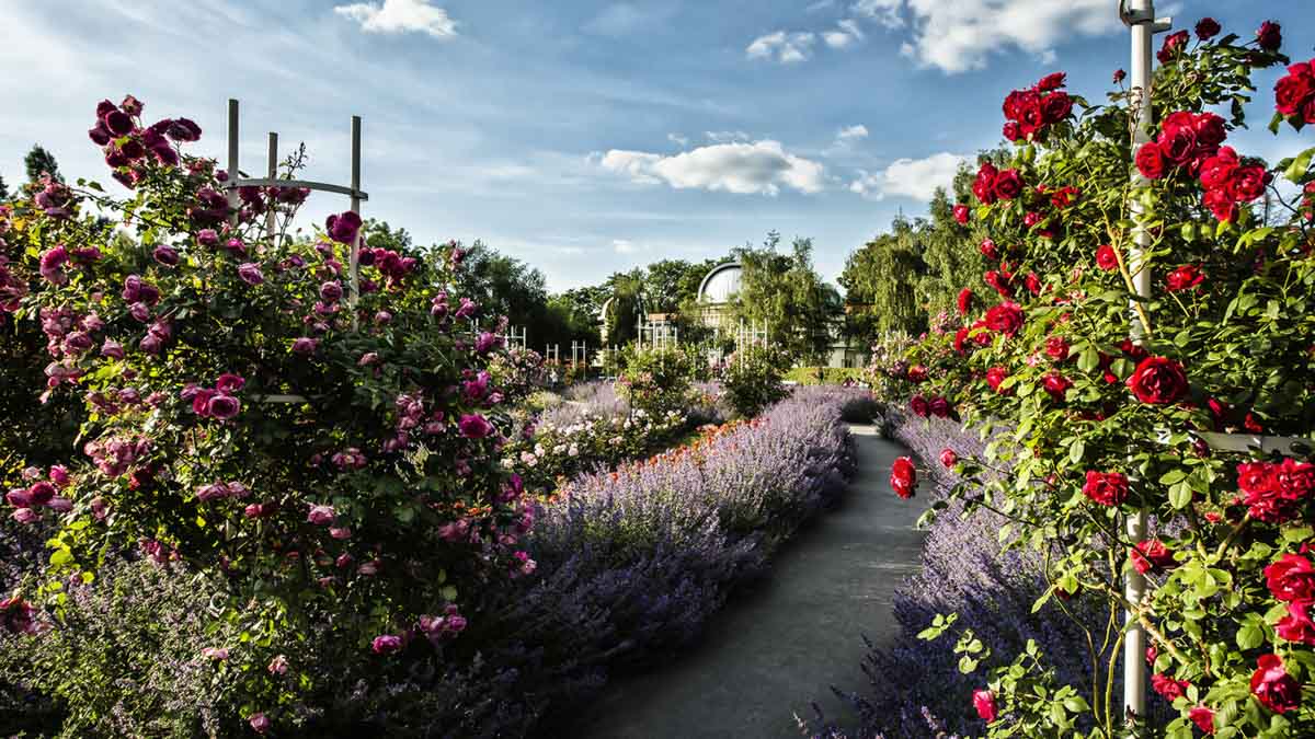 Petrin hill gardens - Rose garden